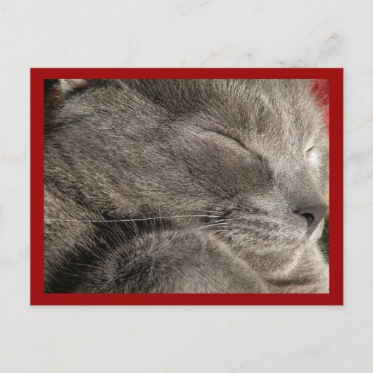 Carte postale de chat gris dormant (Devant)