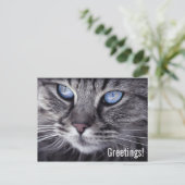 Carte postale de chat mignon (Debout devant)