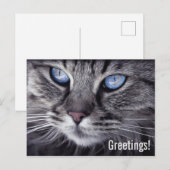 Carte postale de chat mignon (Devant / Derrière)