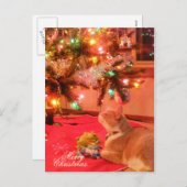Carte postale de chat Noël (Devant / Derrière)