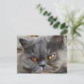Carte postale de chat non perturbée (Debout devant)