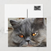 Carte postale de chat non perturbée (Devant / Derrière)