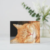 Carte postale de chat orange (Debout devant)