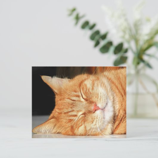 Carte postale de chat orange (Debout devant)