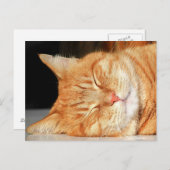 Carte postale de chat orange (Devant / Derrière)