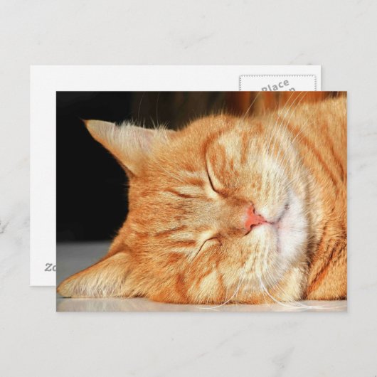 Carte postale de chat orange (Devant / Derrière)