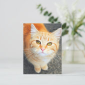 Carte postale de chat orange (Debout devant)