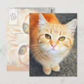 Carte postale de chat orange (Devant / Derrière)