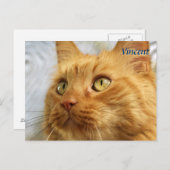 Carte postale de chat orange Maine Coon (Devant / Derrière)