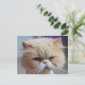 Carte postale de chat persan Purr-fect (Debout devant)