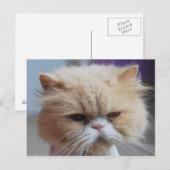 Carte postale de chat persan Purr-fect (Devant / Derrière)