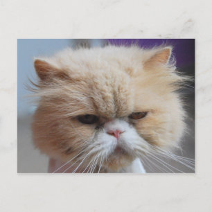 Carte postale de chat persan Purr-fect