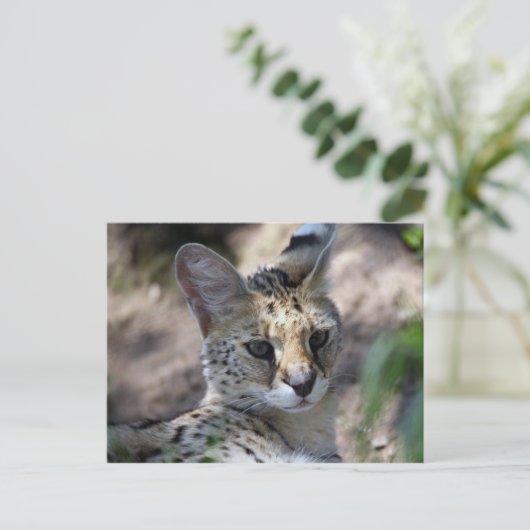 Carte postale de chat serval (Debout devant)