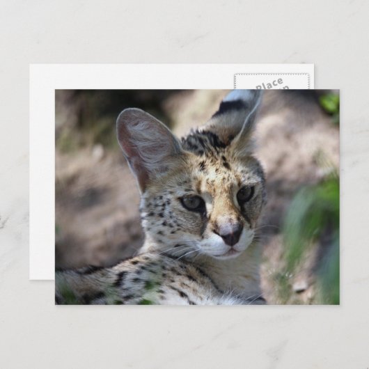 Carte postale de chat serval (Devant / Derrière)