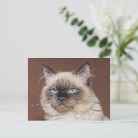 Carte postale de chat siamois (Debout devant)