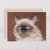 Carte postale de chat siamois (Devant / Derrière)