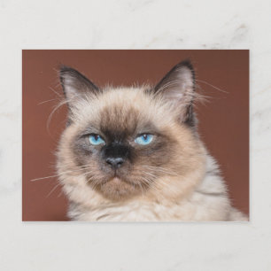 Carte postale de chat siamois