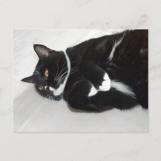 Carte postale de chat smoking paresseux (Devant)