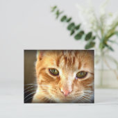 Carte postale de chat tabby jaune (Debout devant)