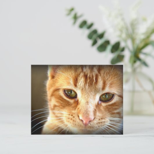 Carte postale de chat tabby jaune (Debout devant)