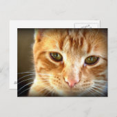 Carte postale de chat tabby jaune (Devant / Derrière)