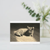 Carte postale de chaton (Debout devant)