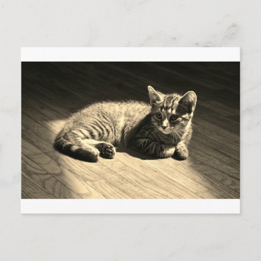 Carte postale de chaton (Devant)