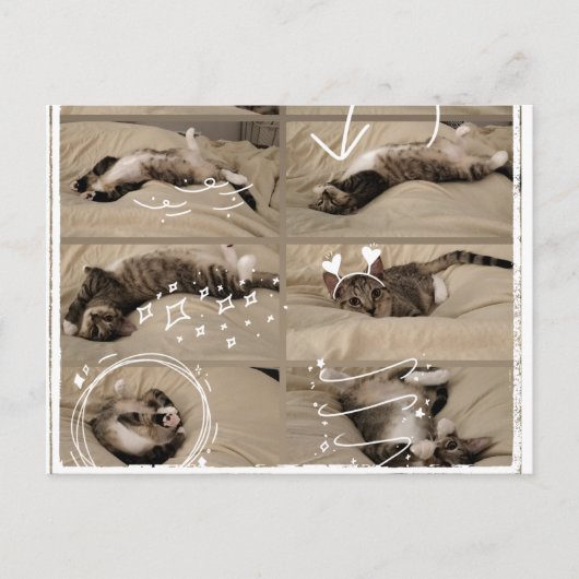 Carte postale de chaton adorable (Devant)