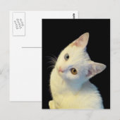 Carte postale de chaton blanc mignon Van Turc (Devant / Derrière)