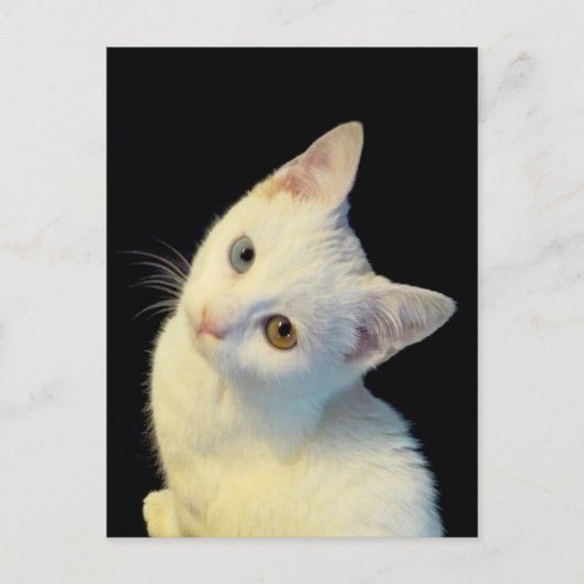 Carte postale de chaton blanc mignon Van Turc (Devant)