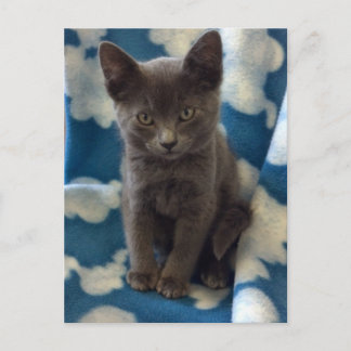 Carte postale de chaton gris