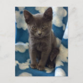 Carte postale de chaton gris (Devant)