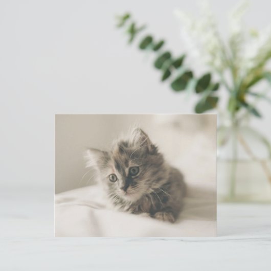 Carte postale de chaton mignon (Debout devant)