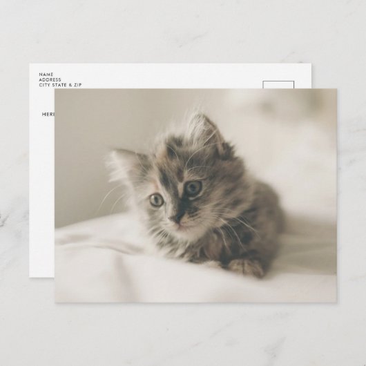 Carte postale de chaton mignon (Devant / Derrière)