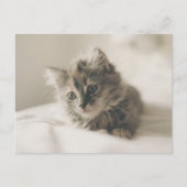 Carte postale de chaton mignon (Devant)