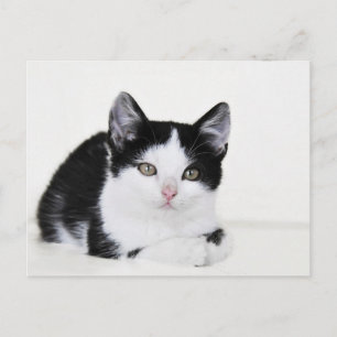 Carte postale de chaton pensif noir et blanc