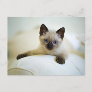 Carte postale de chaton siamois mignon