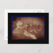 Carte postale de chatons câlins (Devant / Derrière)