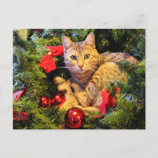 carte postale de chats d'arbre de Noël (Devant)