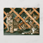 Carte postale de chats de trellis (Devant)