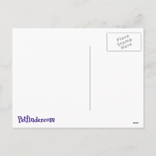 Carte postale de chats de vacances (Dos)