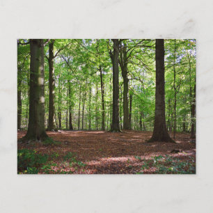 Carte postale de chemin forestier ensoleillé serei