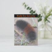 Carte postale de chenille à ours laineux (Debout devant)