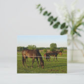 Carte postale de cheval (Debout devant)