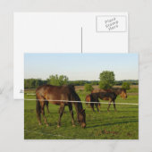 Carte postale de cheval (Devant / Derrière)