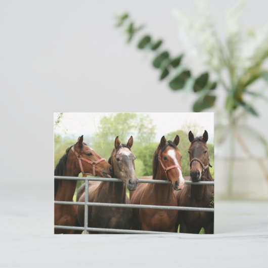 Carte postale de cheval (Debout devant)