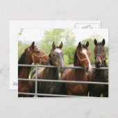 Carte postale de cheval (Devant / Derrière)