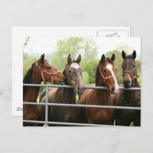 Carte postale de cheval (Devant / Derrière)