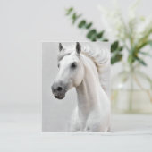 Carte postale de cheval (Debout devant)