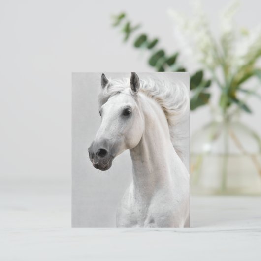 Carte postale de cheval (Debout devant)